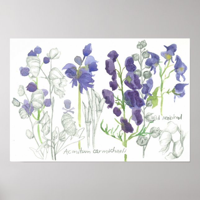 Monkshood Giftige Pflanze Botanische Studie Poster (Vorne)