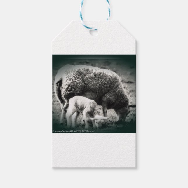 Mono-Bild für Schafe und Lämmer Geschenkanhänger (Vorderseite)