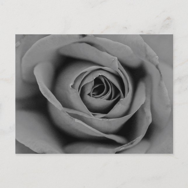Monochromatische Rose Postkarte (Vorderseite)
