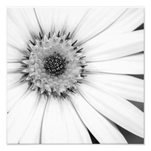 Monochrome Afrikanische Daisy-Foto Fotodruck