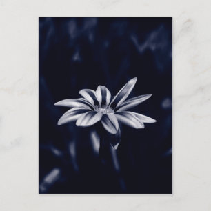Monochrome Blaue Gazania-Blumenfotografie Postkarte