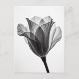 Monochrome botanical fine art photograph postkarte