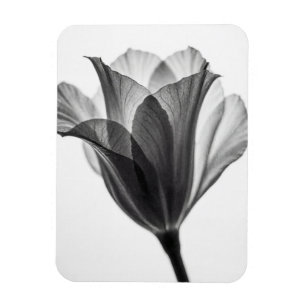 Monochrome botanische Kunstfotografie Magnet