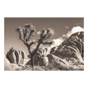 Monochrome Joshua-Bäume Wüstenlandschaft Landschaf Fotodruck