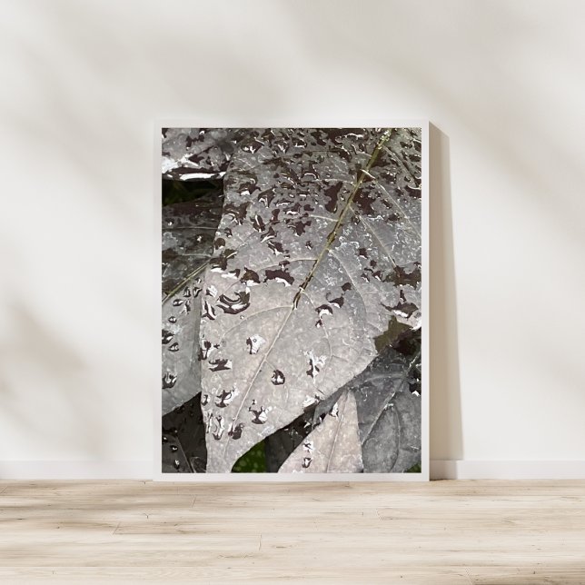 Monochrome Leaf Raindrop Fotografie Poster (Von Creator hochgeladen)