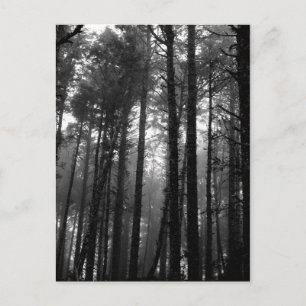 Monochrome Nebel unter den Bäumen Postkarte