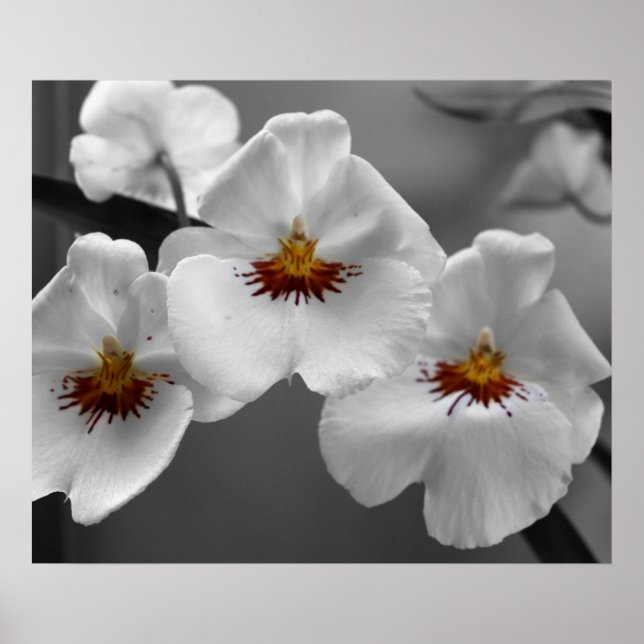 Monochrome Orchideen Poster (Vorne)