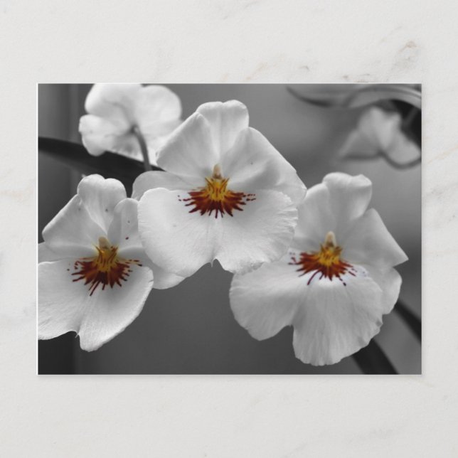 Monochrome Orchideen Postkarte (Vorderseite)