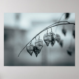 Monochrome Samenkapseln an einem regenfeuchten Ast Poster