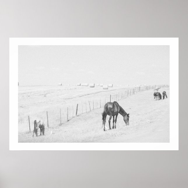 Monochrome Schwarz-weiße Landschaft Wildpferde Poster (Vorne)