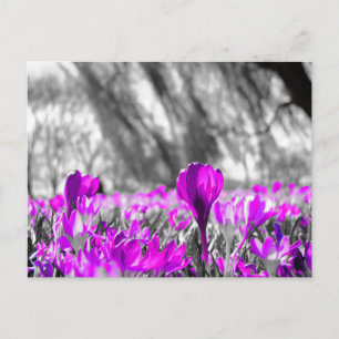 Monochrome Schwarz-weiße Lila Blume Postkarte