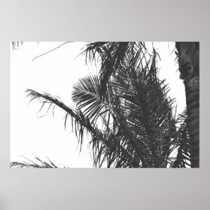 Monochrome Schwarz-weiße Palm Tree-Blätter Poster