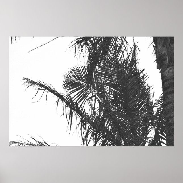 Monochrome Schwarz-weiße Palm Tree-Blätter Poster (Vorne)