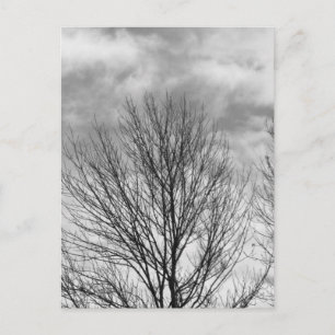 Monochrome Tree Oben Postkarte