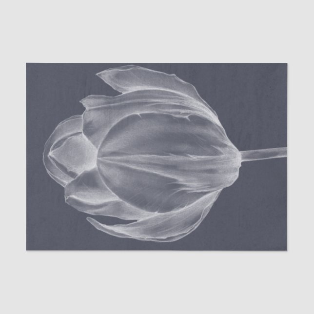 Monochrome Tulip I Seidenpapier (Vorderseite)