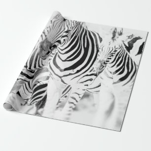 Monochrome Zebragruppen-Portrait, Südafrikanische  Geschenkpapier