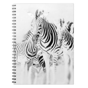 Monochrome Zebragruppen-Portrait, Südafrikanische Notizblock