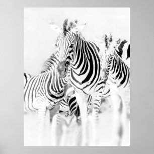 Monochrome Zebragruppen-Portrait, Südafrikanische Poster