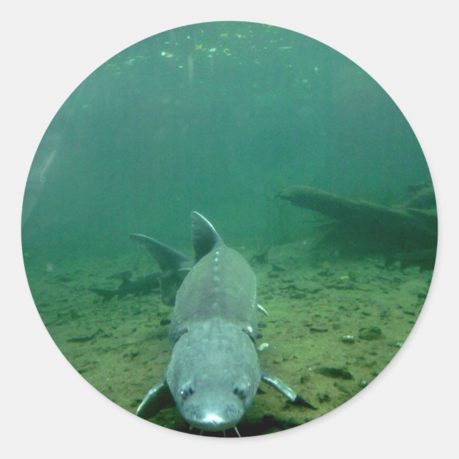 Monster beobachten runder aufkleber (Vorderseite)