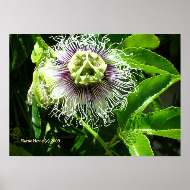 Monster-Blume drucken - Wählen Sie Ihre Rahmen aus Poster (Vorne)
