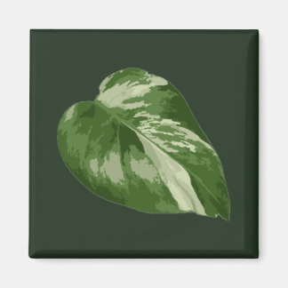 Monstera Albo Blatt — seltene Panaschierung Magnet