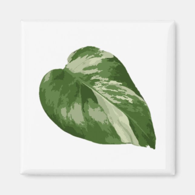 Monstera Albo Blattmagnet — Seltene Variation  Magnet (Vorne)
