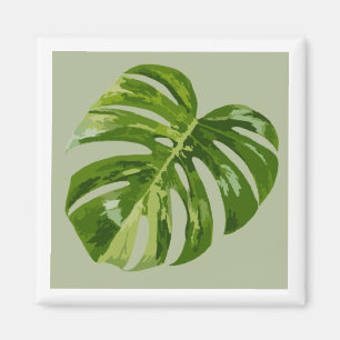 Monstera Albo Hero-Blatt-Magnet — Seltene Panaschi Magnet