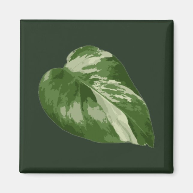 Monstera Albo Leaf Magnet — Rare Variegation  (Devant)