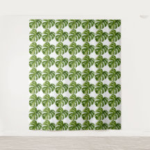 Monstera Albo Tapestry — Large Rare Variegation