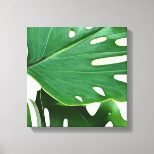 Monstera-Blätter Leinwanddruck