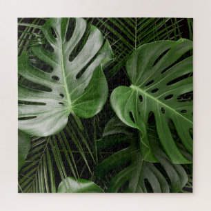 Monstera Blätter, luxuriöse tropische Anordnung.