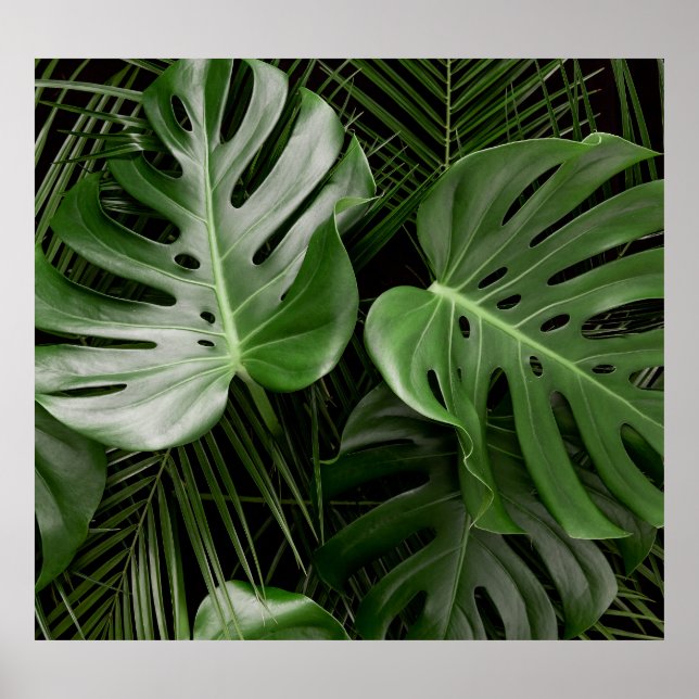 Monstera Blätter, luxuriöse tropische Anordnung. Poster (Vorne)