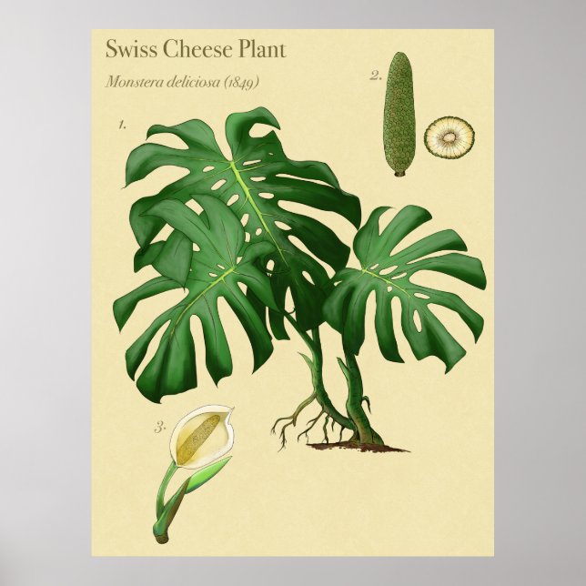 Monstera Schweizer Käse Botanisches Poster (Vorne)