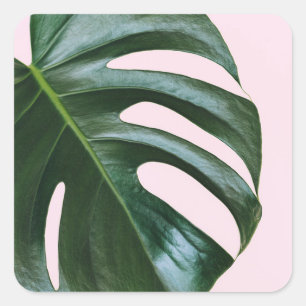 Monstera tropisches Blatt Quadratischer Aufkleber