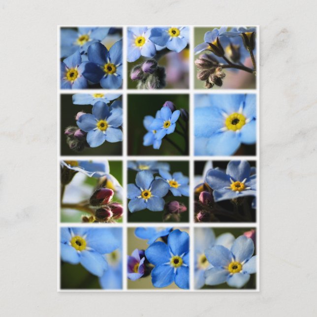 Montage de Myosotis 1 Carte postale (Devant)