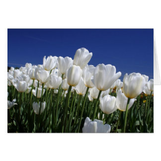 Montagne des Tulipes sur un ciel bleu parfait