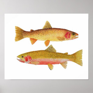 Montana Cuthroats Poster