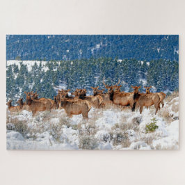 Montana Elk Herd