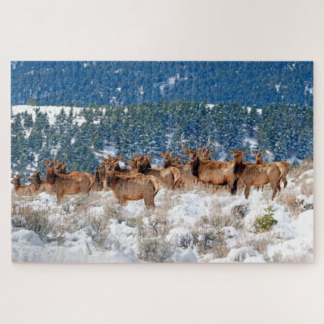 Montana Elk Herd (Horizontal)