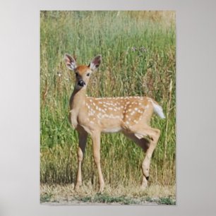 Montana Fawn Poster