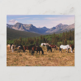 Montana Pferde Postkarte