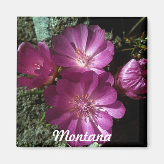 Montana Staat Blume Bitterroot Magnet