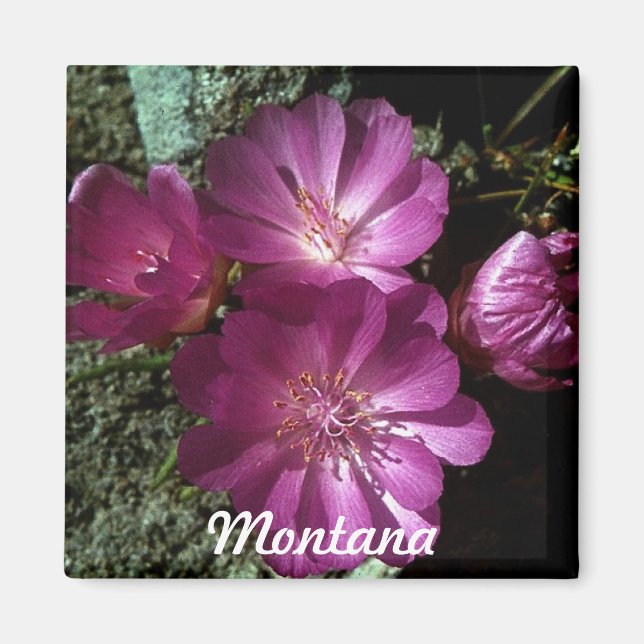 Montana Staat Blume Bitterroot Magnet (Vorne)
