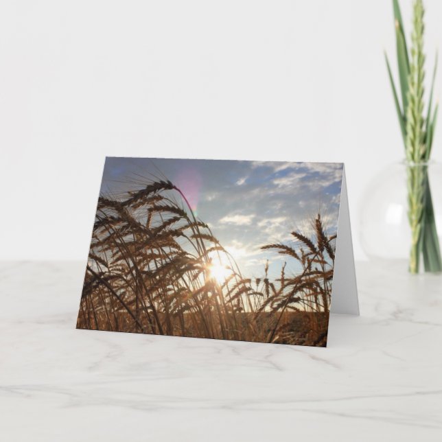 Montana Wheat Karte (Vorderseite)