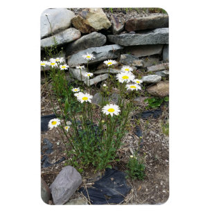 Montana Wild Daisies Blume Naturfoto Magnet