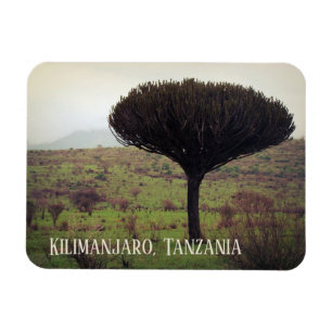 Monte Kilimanjaro, Candelabra Tree Magnet