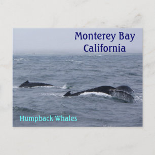 Monterey Bay California Postcard Postkarte