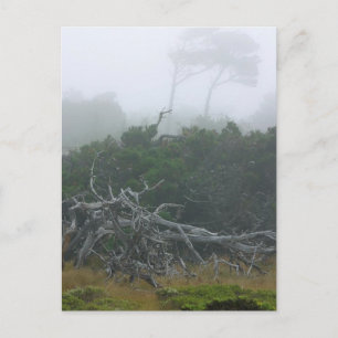 Monterey Fog Postkarte