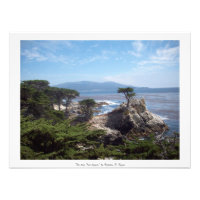 Monterey-Landkreis "The Lone Tree Lingers"