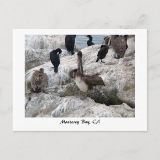 Monterey Pelicans Postkarte